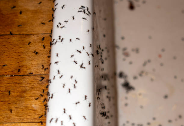 Best Pest Prevention Services  in Pearisburg, VA