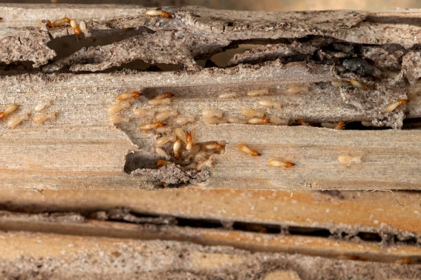 Best Cockroach Control Services  in Pearisburg, VA